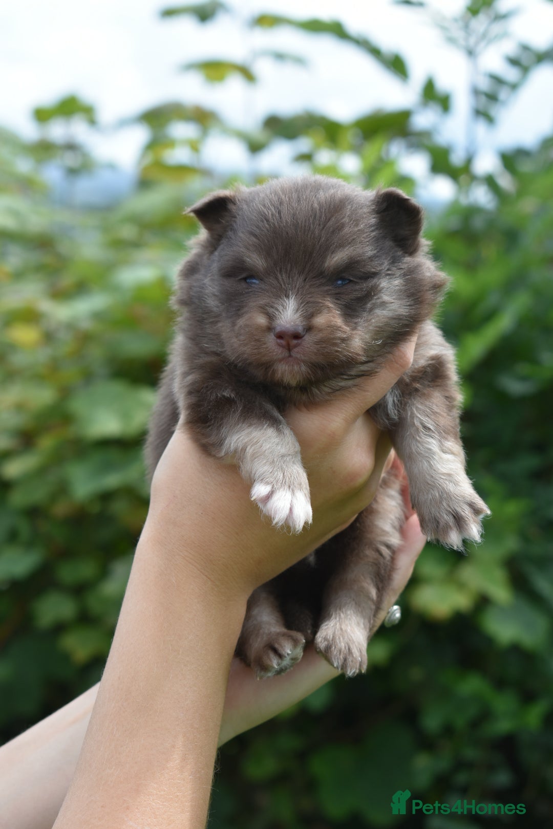 Pomsky dogs for sale: Merle Genuine Toy Size  Pomsky Puppies - Image 29