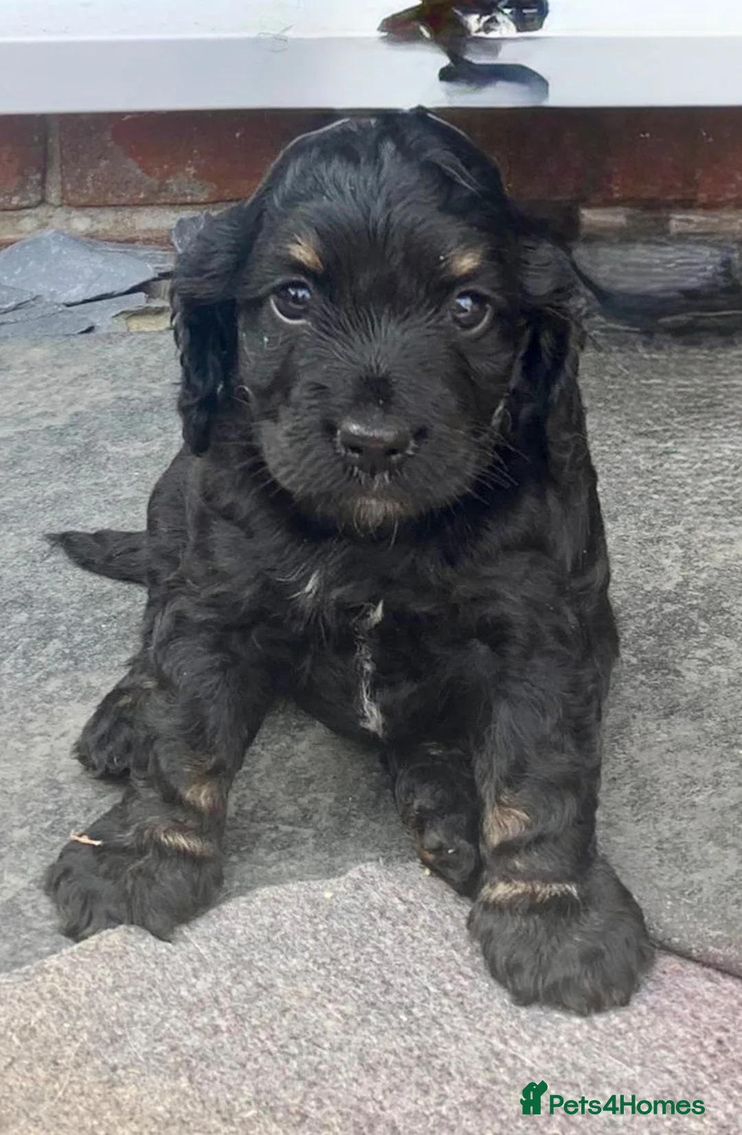 Cockapoo dogs for sale: Black and Tan Cockapoo puppies  - Advert 1