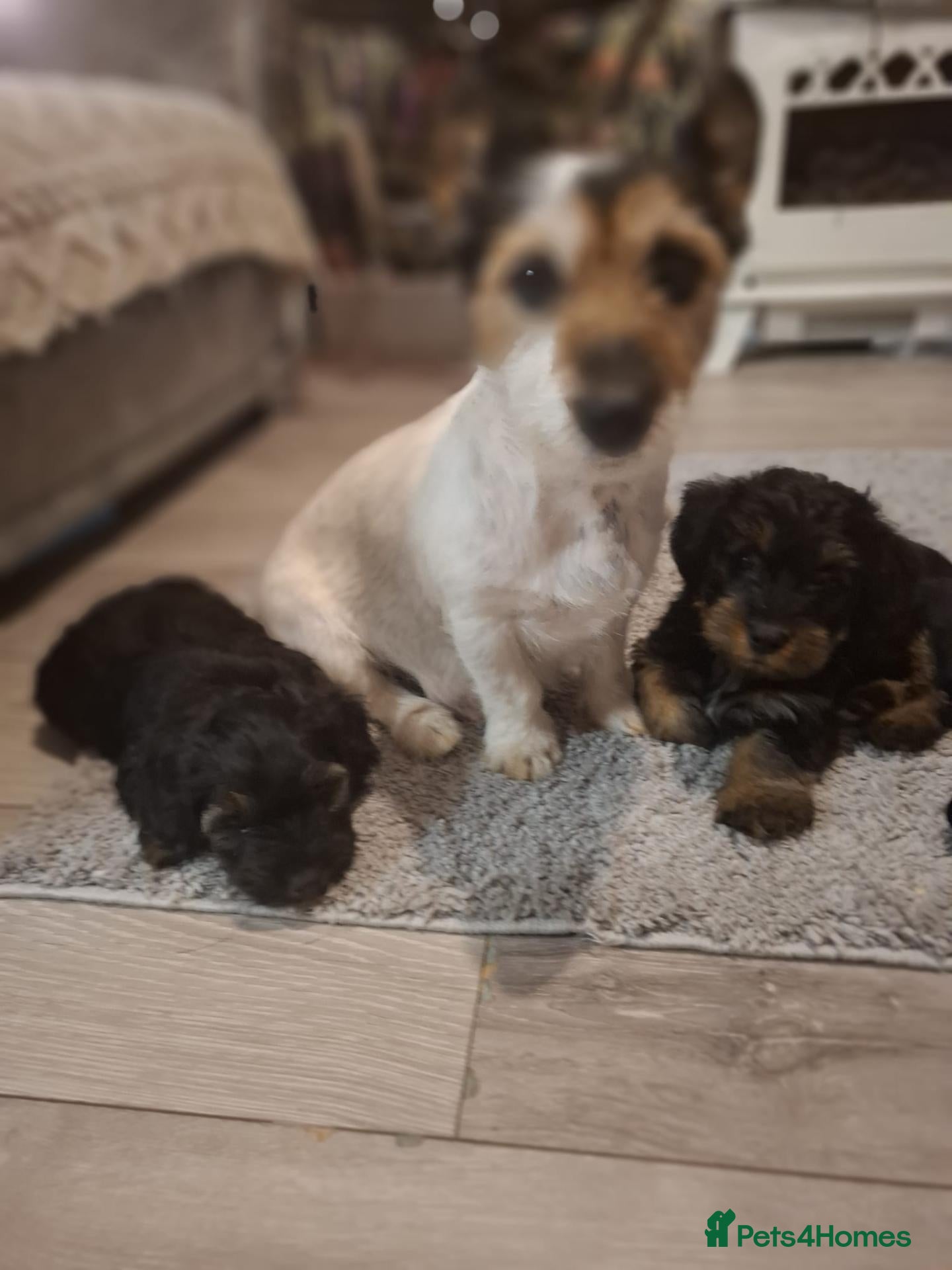 Jackapoo dogs Jackapoo Puppies - Advert 2