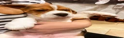 Beagle dogs for sale: KC registered and DNA health tested - Advert 8