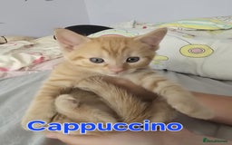 Domestic Shorthair cats for sale: Cute kittens for new home - Image 10