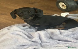 Dachshund dogs for sale: dachunds  - Image 14