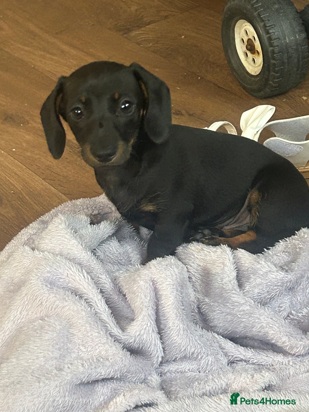 Dachshund dogs for sale: dachunds  - Image 14