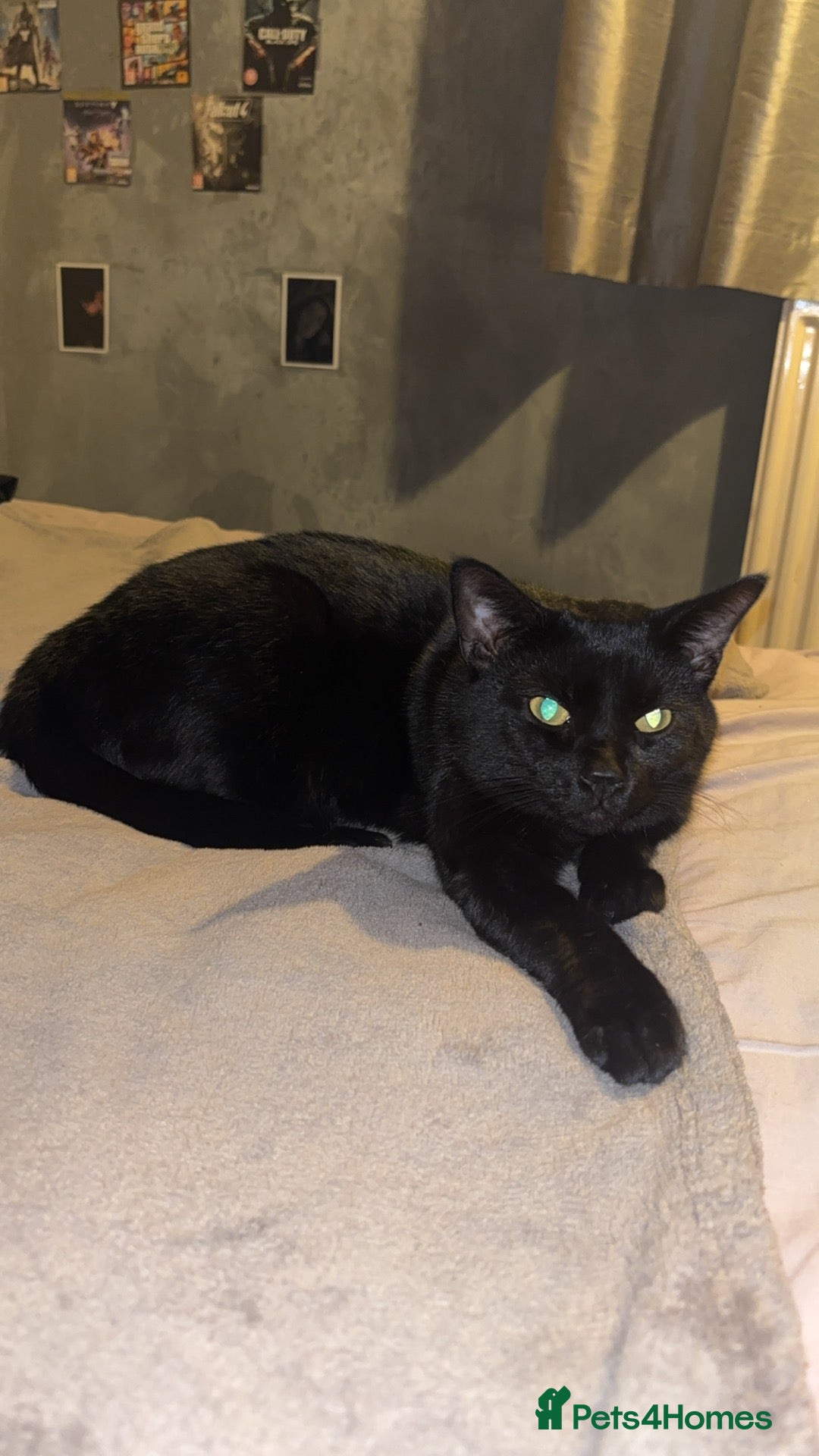 Bombay cats for sale: Cat collection  - Advert 4
