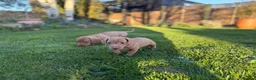 Miniature Dachshund dogs for sale: 🐾KC Reg Mini Dachshund Puppies 2 Girls 1 Boy   - Advert 12
