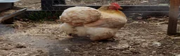 Chickens poultry for sale: Perkin Bantum  - Advert 1