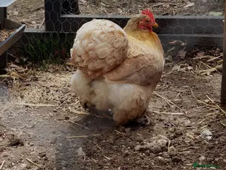 Chickens poultry Perkin Bantum - Advert 1