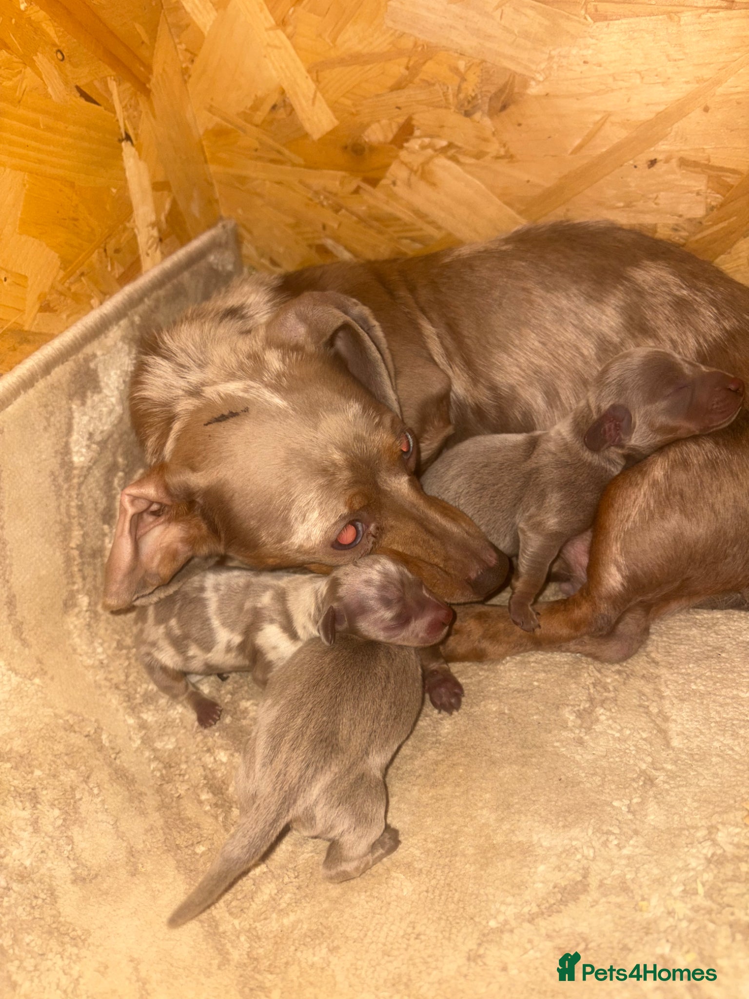 Miniature Dachshund dogs 🩶😍miniature dachshund puppies😍🩶 - Advert 10