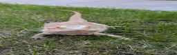 Bearded Dragon reptiles for sale: 2 year old Bearded Dragon in Kirknewton - Advert 5