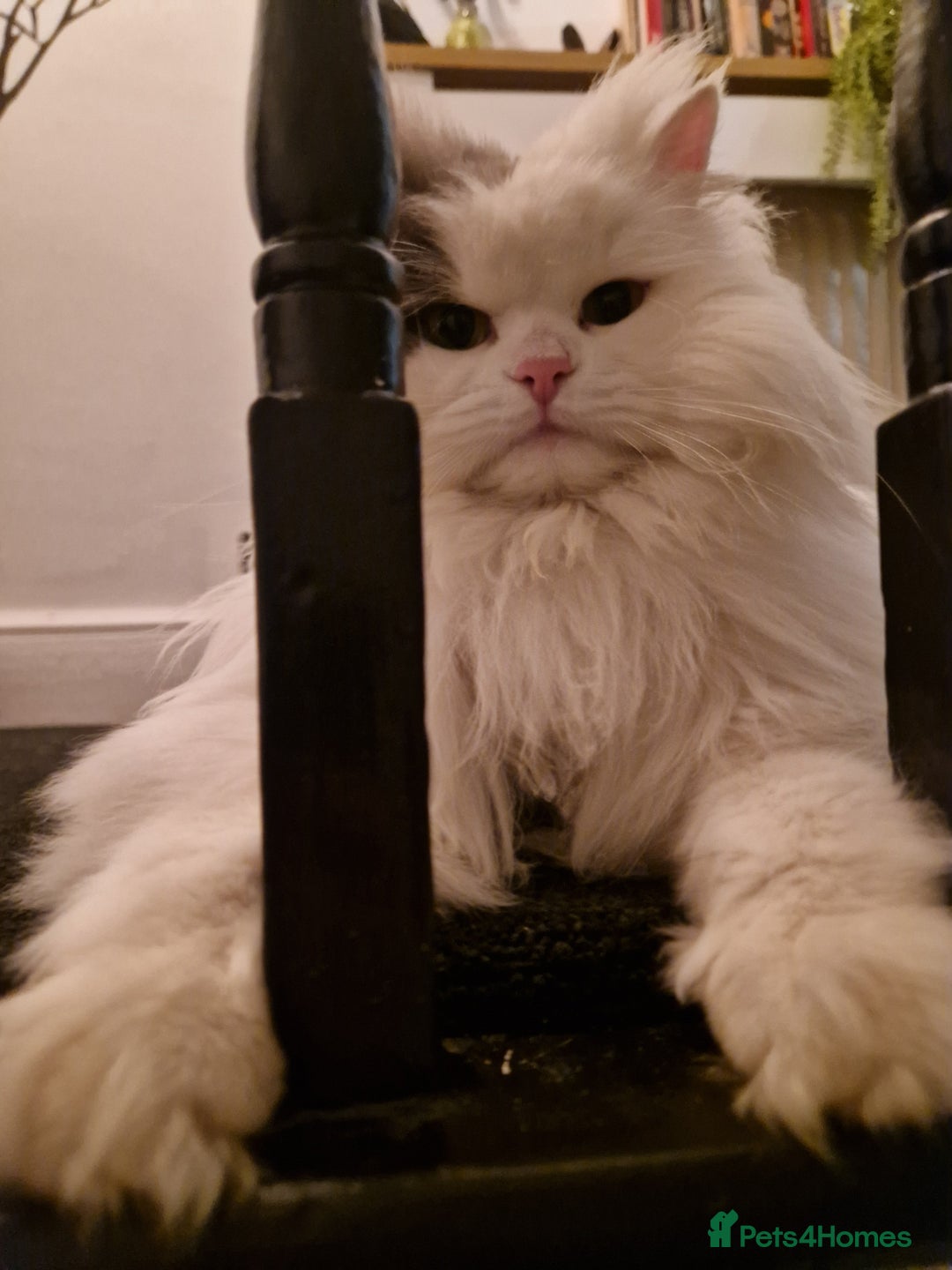 Ragdoll cats for sale: Gorgeous Ragdoll x Persian boy  - Image 12