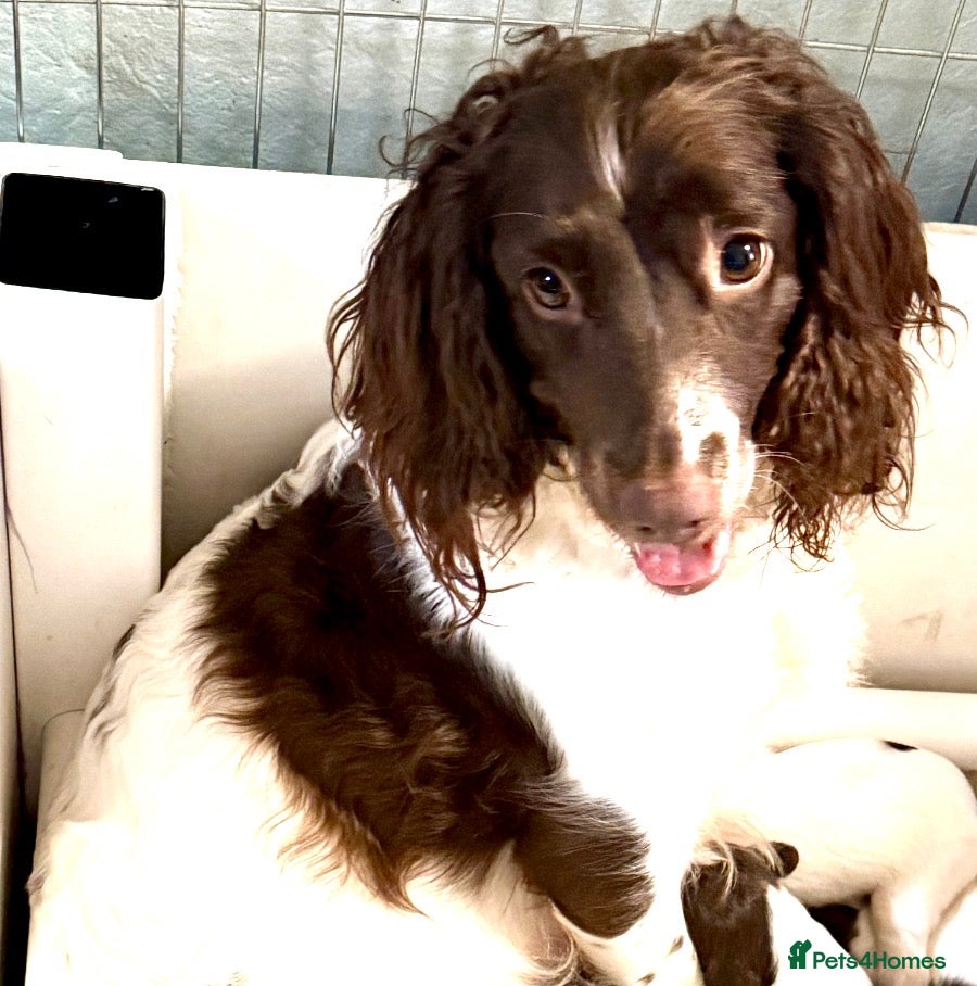 English Springer Spaniel dogs English springer spaniel working dogs - Advert 1