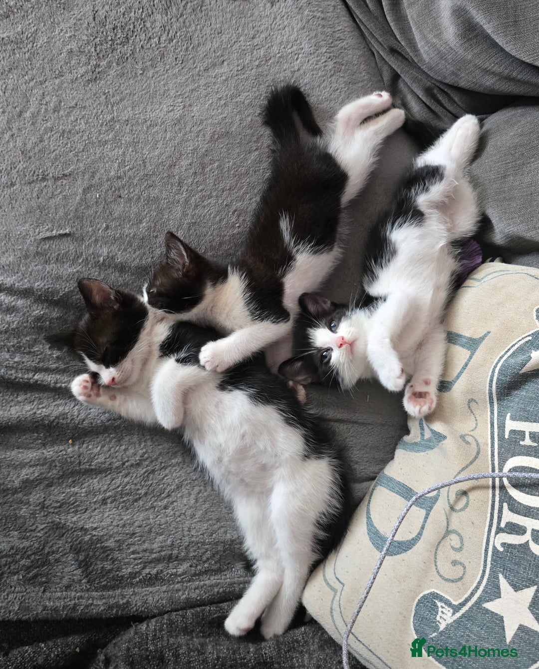 Mixed Breed cats for sale: Adorable black and white kittens - Image 20