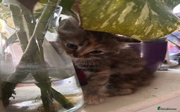 Perdoll cats for sale: Ragdoll cross kitten (all available)😻 - Image 7