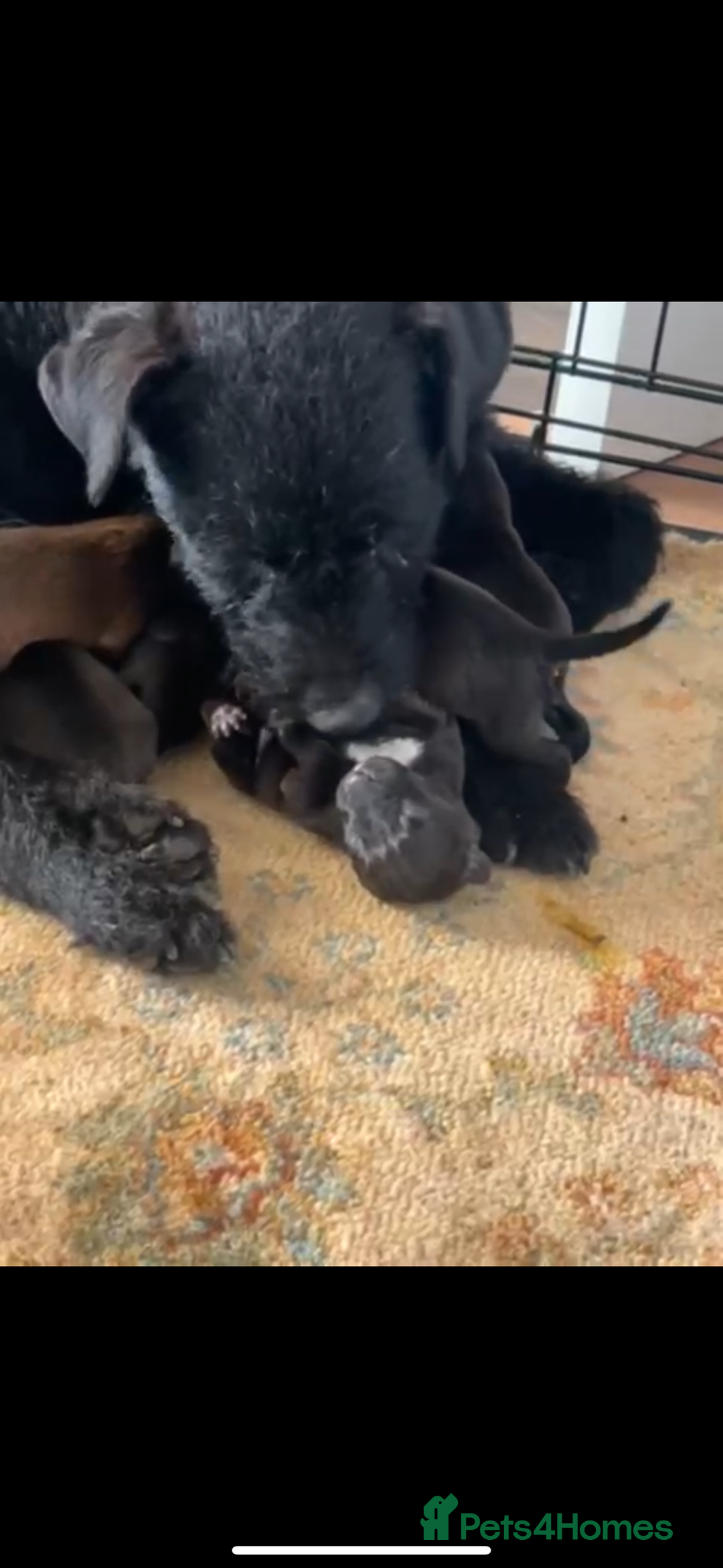 Patterdale Terrier dogs for sale: Patterdale Puppies 2 - Advert 5