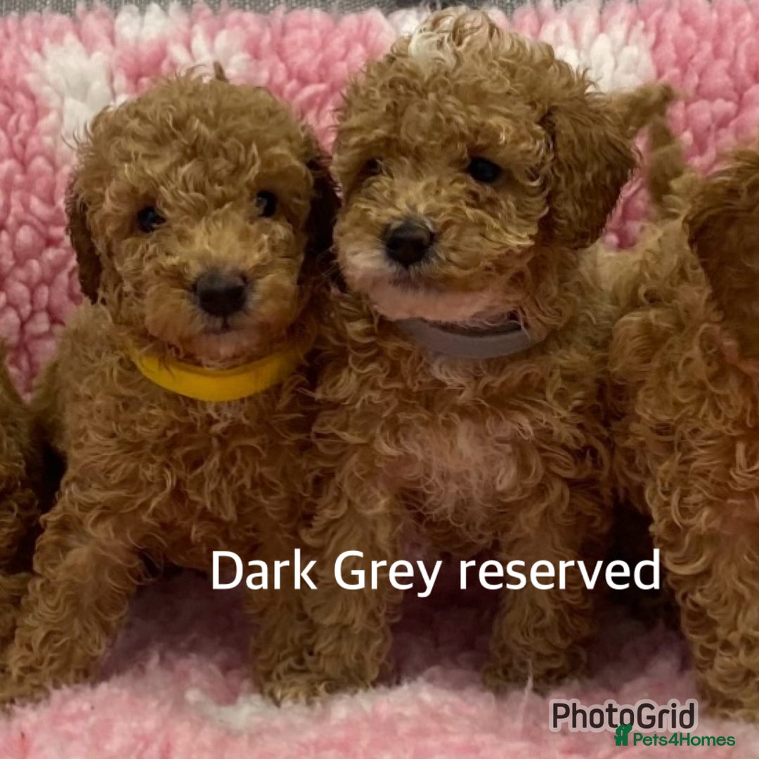 Labradoodle dogs for sale: Multi- Generation Toy/Mini parti Labradoodles   - Advert 13