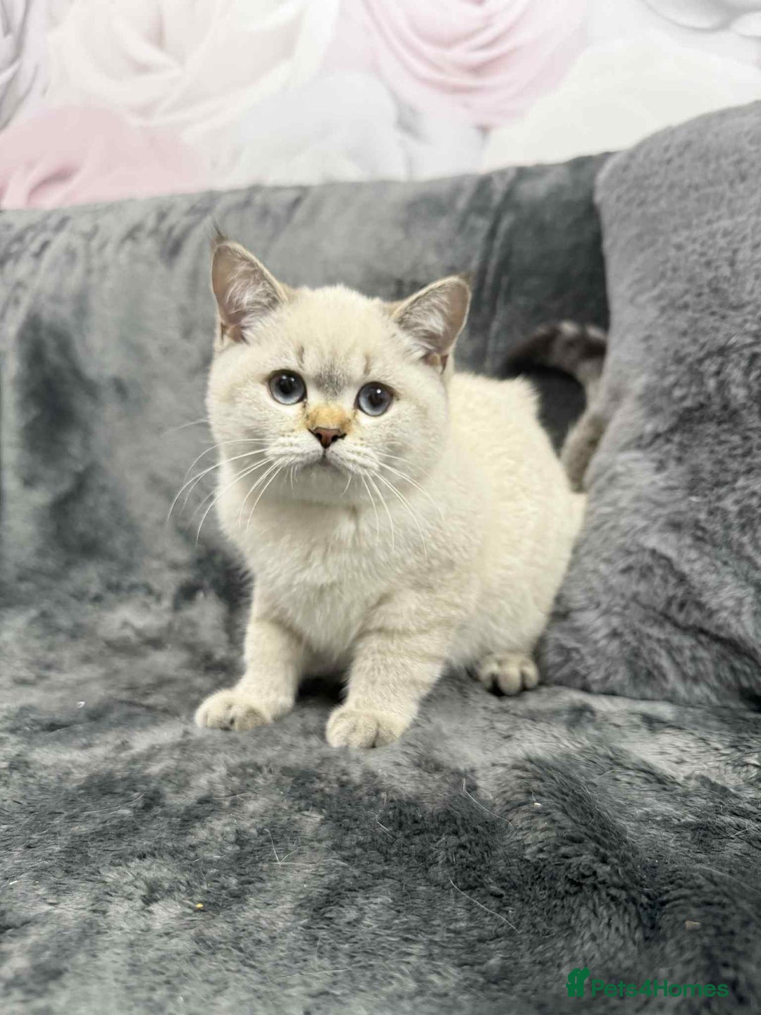British Shorthair cats for sale: British shorthair kittens gccf ready now  - Advert 5