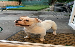 French Bulldog dogs for sale: White french bulldog  - Image 3