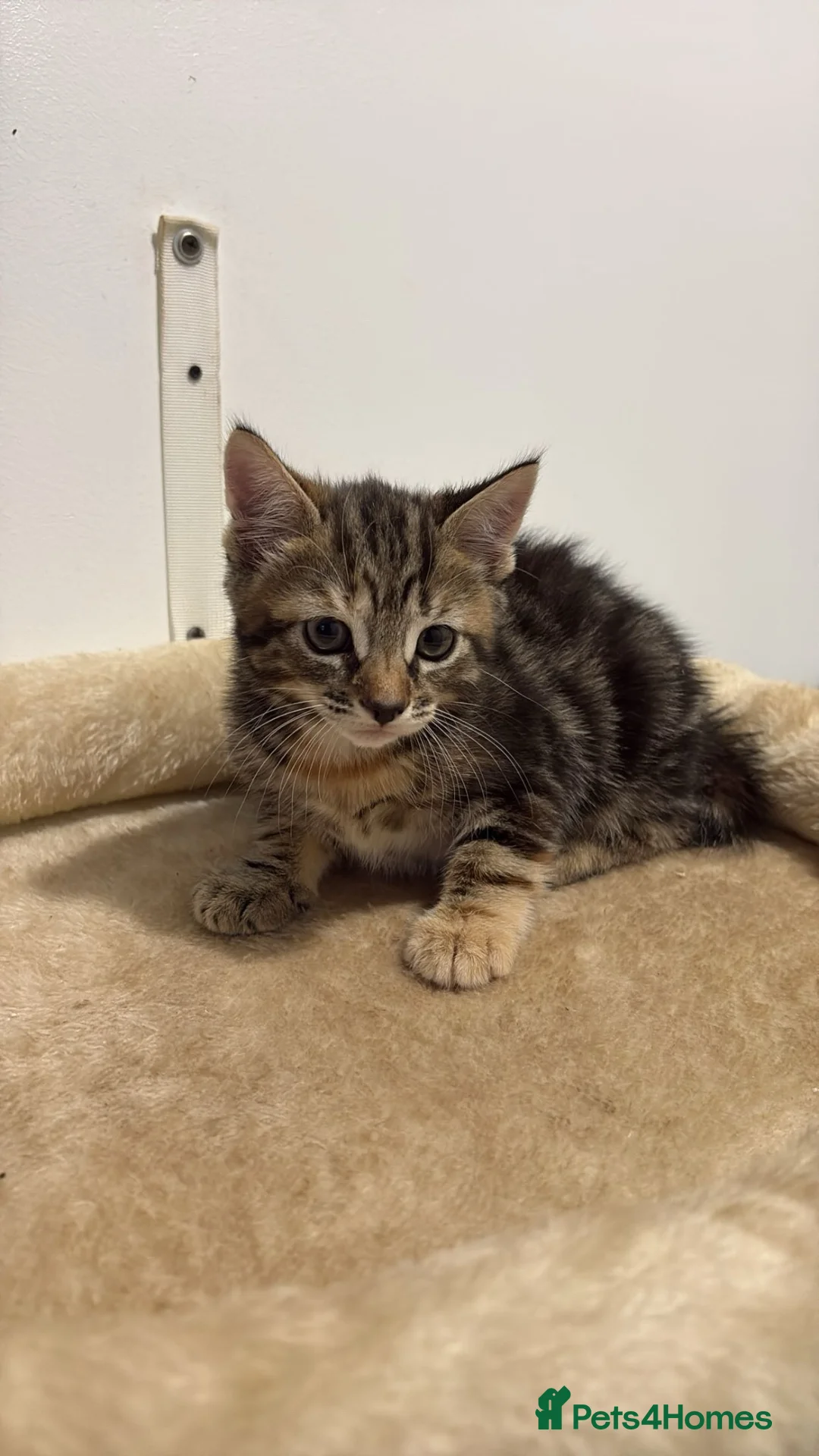 Mixed Breed cats for sale: Beautiful Calico female kitten - READY TO LEAVE! - Advert 2
