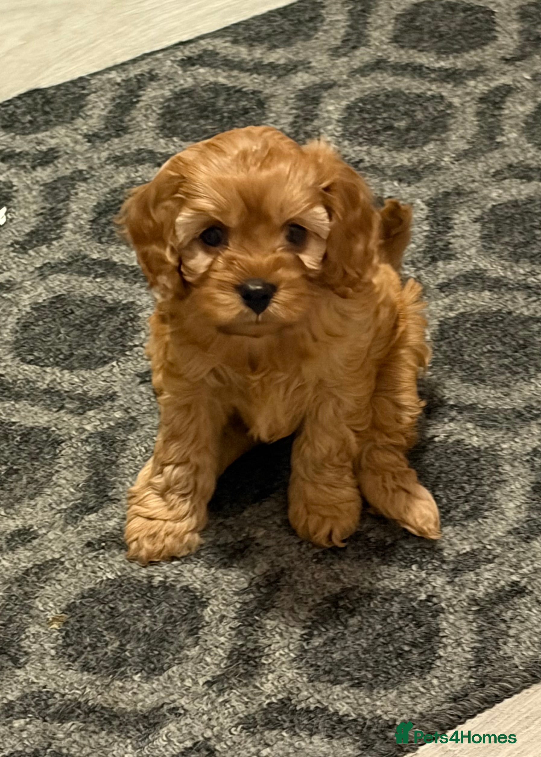 Cavapoo dogs Female Cavapoo  - Advert 13