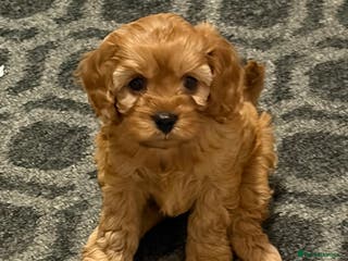 Cavapoo dogs Female Cavapoo - Advert 4