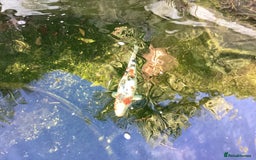 Pond Fish fish for sale: Koi Carps - Advert 4