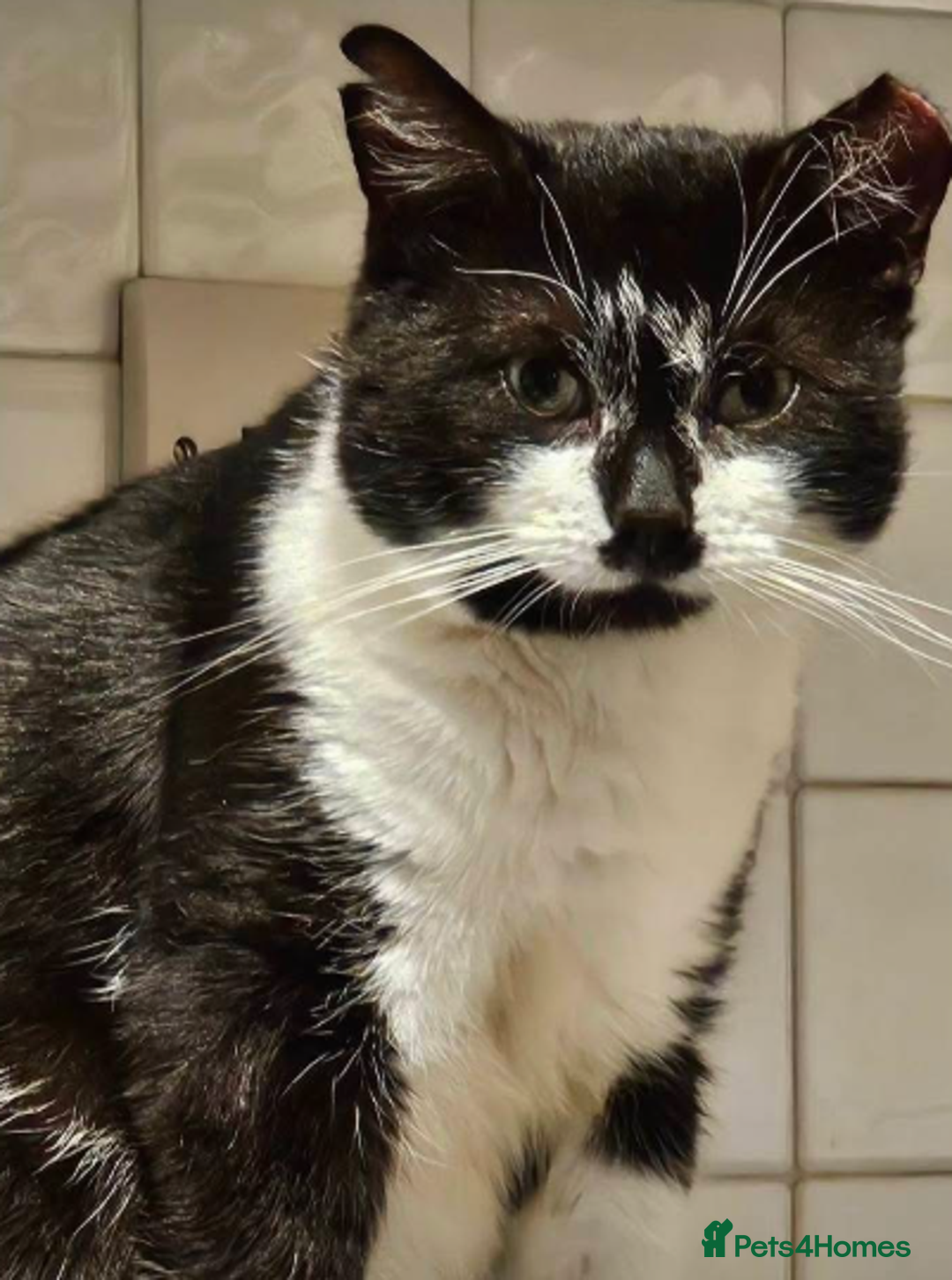 Mixed Breed cats for adoption: Dino  - Advert 1