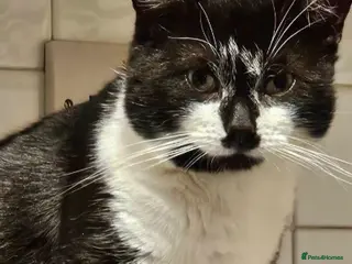 Mixed Breed cats Dino - Advert 12