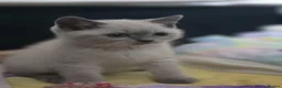British Shorthair cats for sale: British shorthair  - Advert 5
