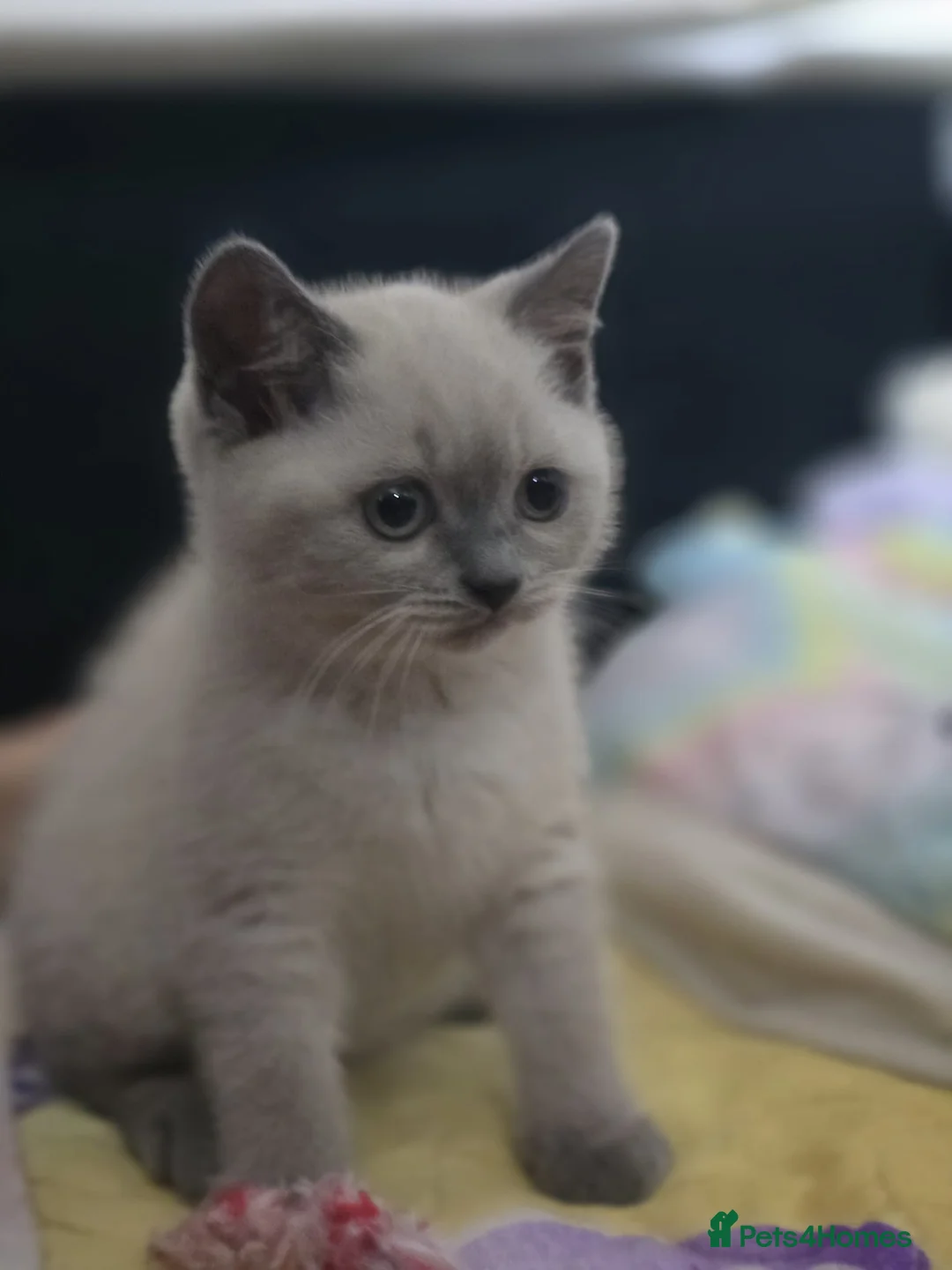 British Shorthair cats for sale: British shorthair  - Advert 5