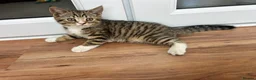 Mixed Breed cats for sale: Half British Short hair mixed breed  - Advert 6