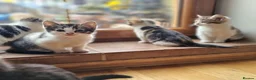 Mixed Breed cats for sale: 7 Beautiful Kittens For Sale!!!!!!! - Advert 6