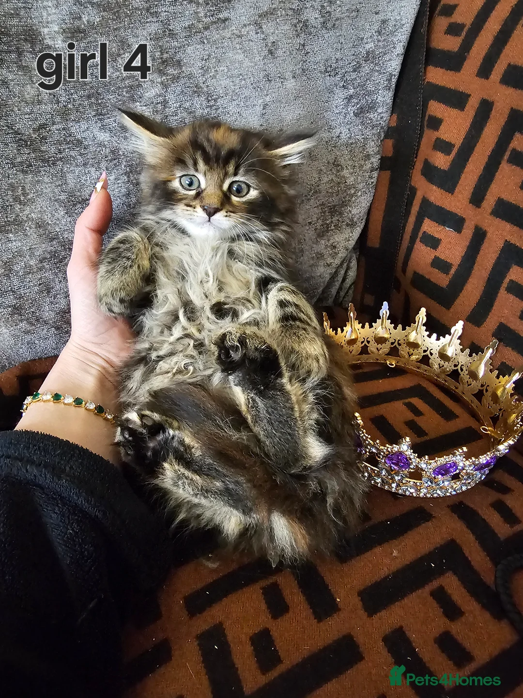 Maine Coon cats for sale:  Beautiful Siberian x Maine Coon Kittens Available - Advert 20