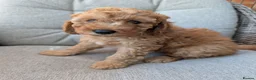 Cockapoo dogs for sale: Cockapoo puppies F1B  in Shrewsbury - Advert 10