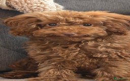 Toy Poodle dogs for sale: Toy Poodle Female 5 Months Old - Image 5