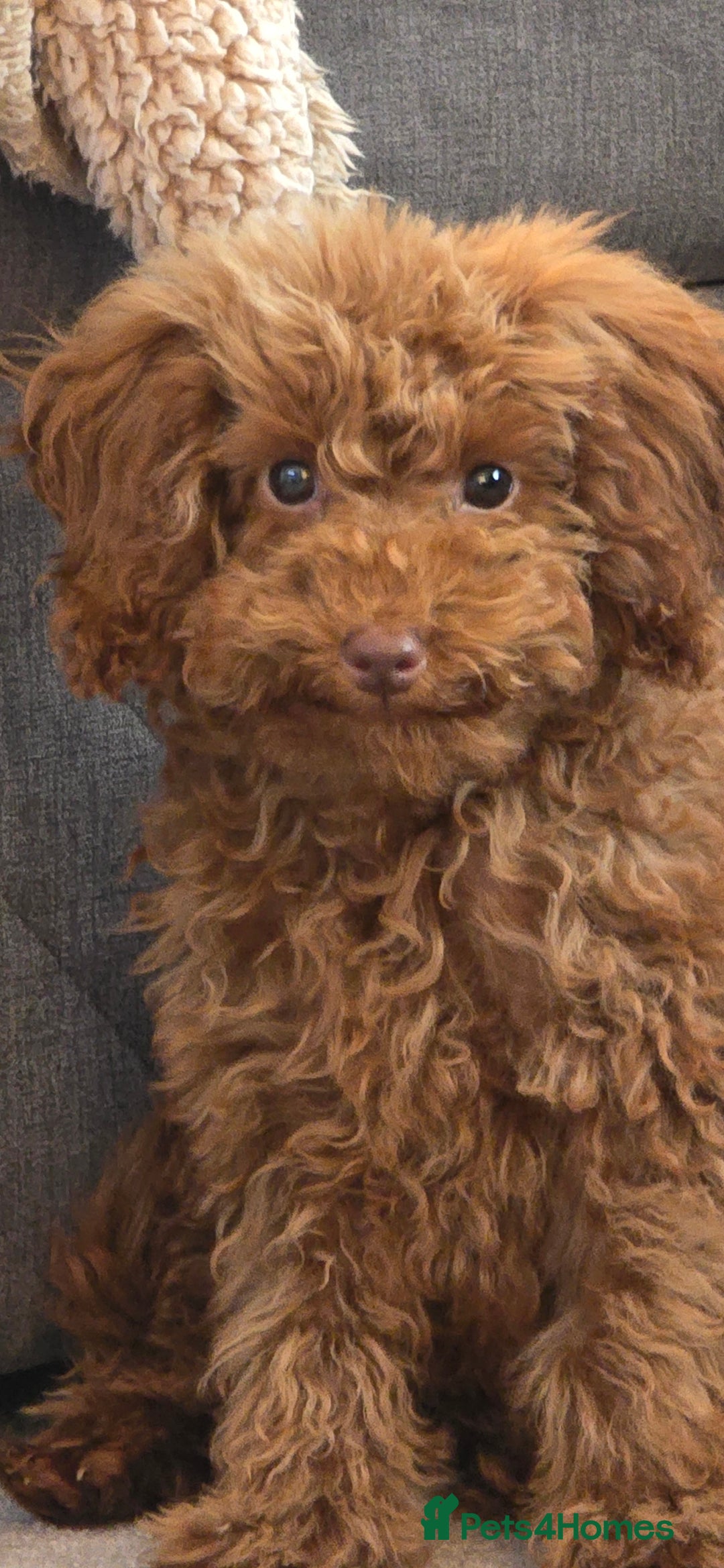 Toy Poodle dogs for sale: Toy Poodle Female 5 Months Old - Image 5