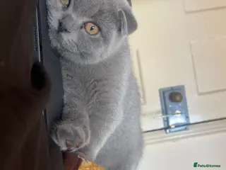 Scottish Fold cats Scottish fold - Advert 3