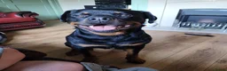 Rottweiler dogs for stud: 100% German bloodline Champion in Hebburn - Advert 3