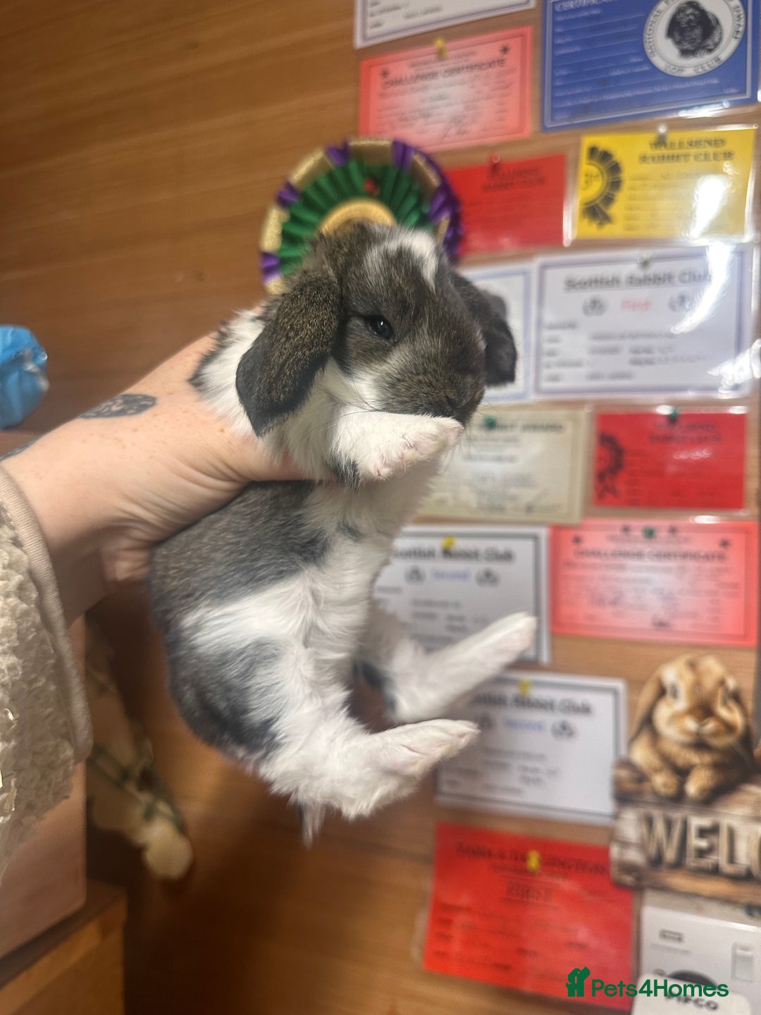 French Lop rabbits for sale: French lops - Advert 7