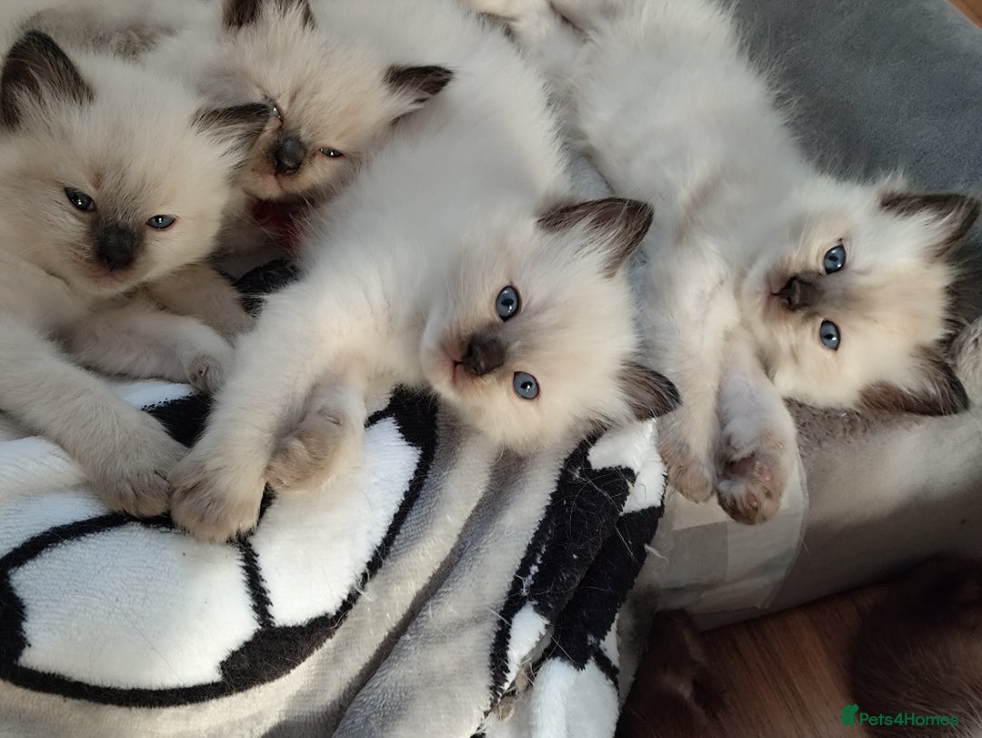 Ragdoll cats for sale: Adorable Ragdoll Kitten ready now - Image 5