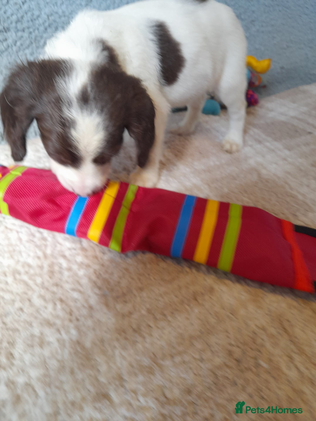 Sproodle dogs for sale: Gorgeous Sproodle Pups. - Image 7