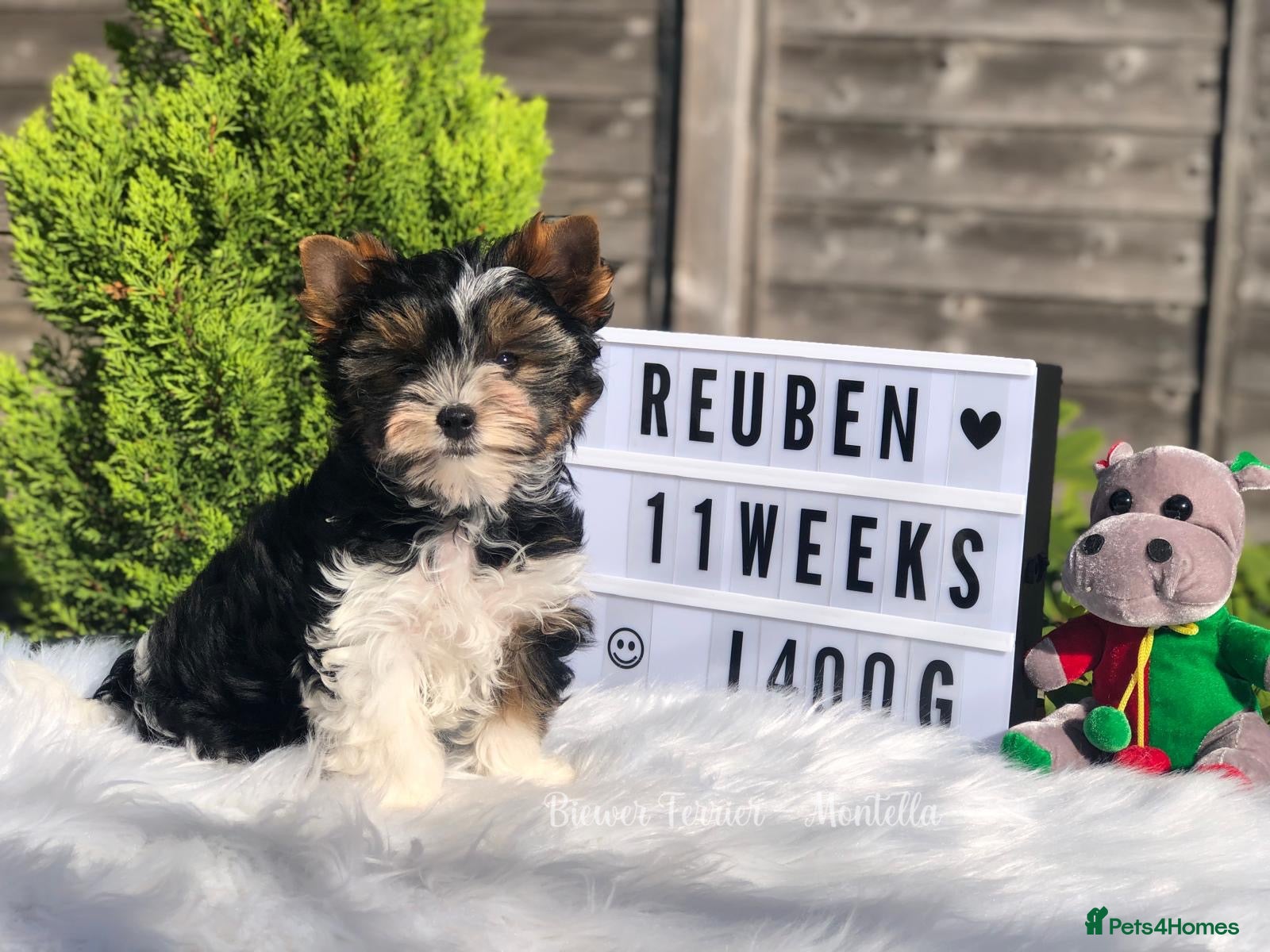Yorkshire Terrier dogs Two Biewer Terriers LEFT! - Advert 1