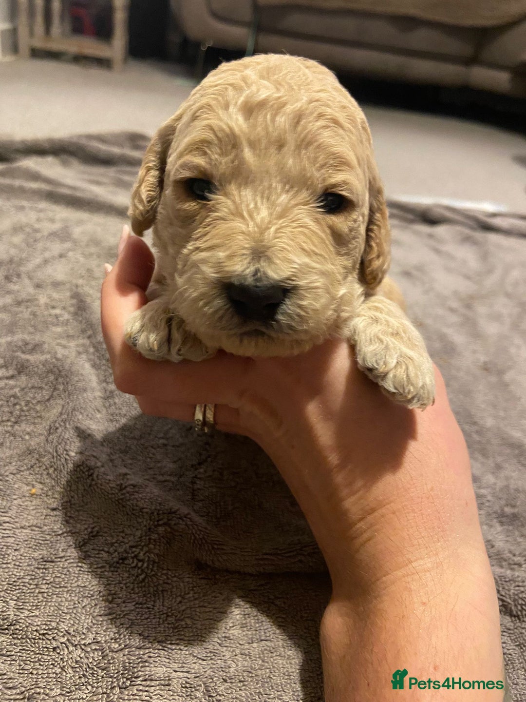 Mini Goldendoodle dogs for sale: F2 mini golden doodle puppies.  - Advert 25
