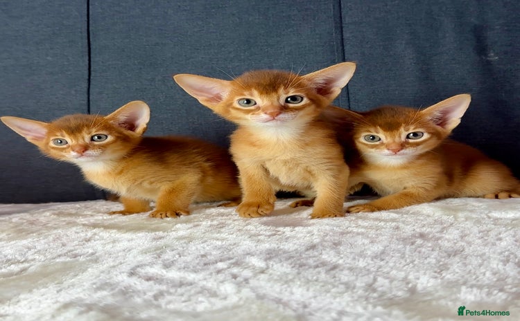 Abyssinian cats - Advert 1