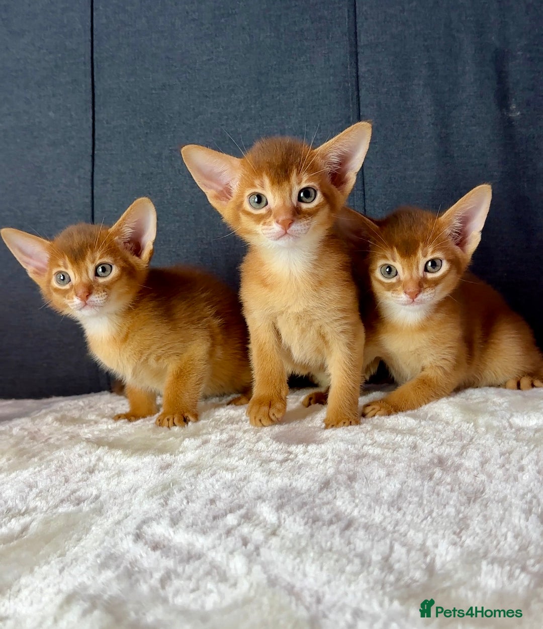 Abyssinian cats for sale: Stunning sorrel and usual Abyssinian kittens  - Image 1