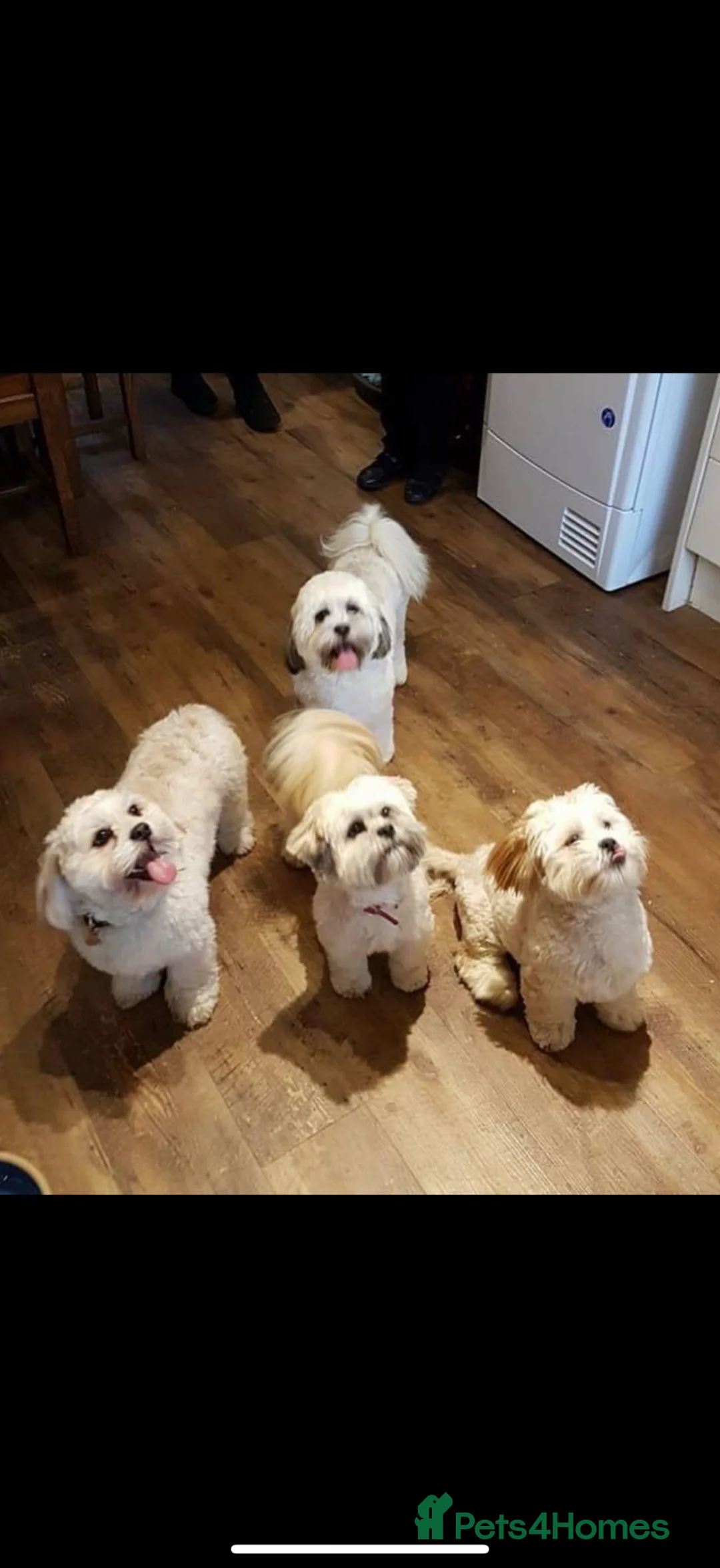 Lhasapoo dogs for sale: Lhasapoo puppies  - Advert 2