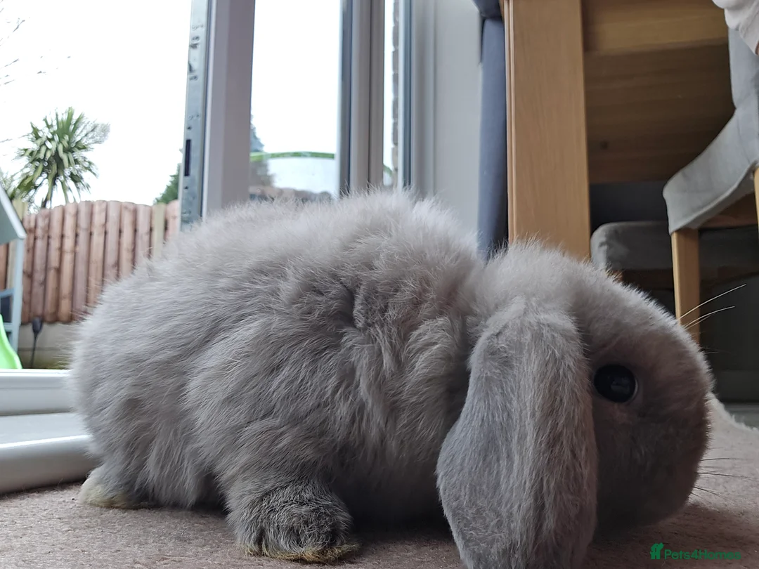 Mini Lop rabbits for sale: Mini lops  - Advert 5