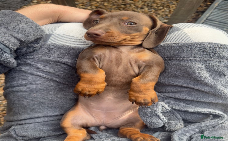 Dachshund dogs - Advert 1