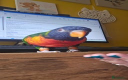 Lorikeets birds for sale: Rainbow Lorikeet  - Image 2