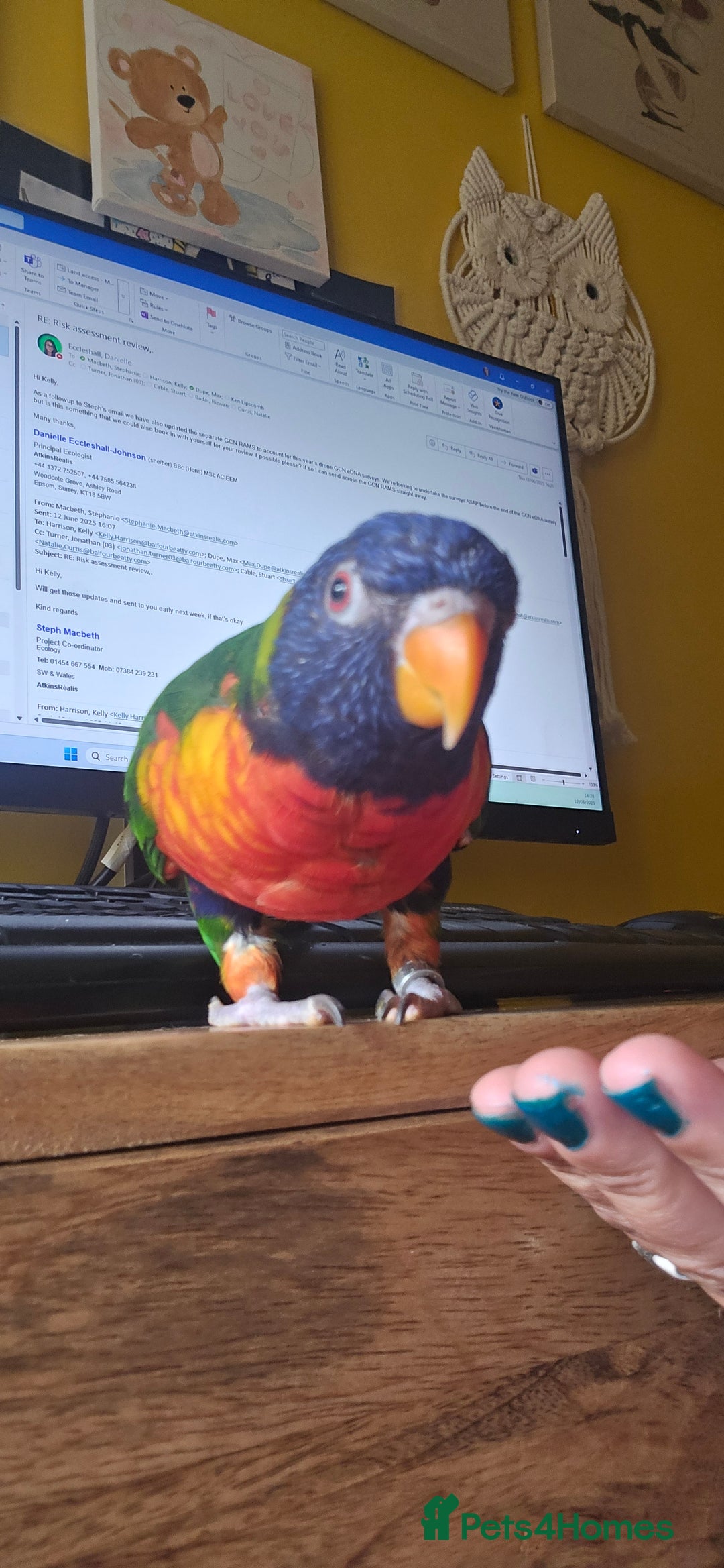 Lorikeets birds for sale: Rainbow Lorikeet  - Image 2