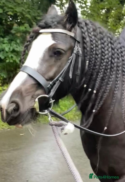 Irish Cob horses Beautiful mare in Dronfield - Advert 1